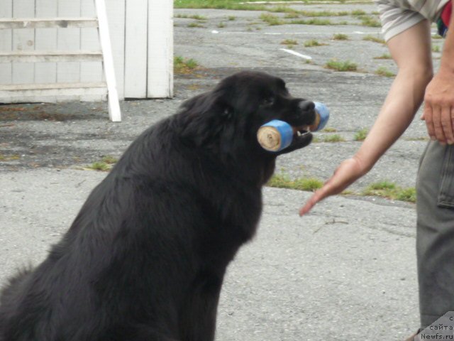 Фото: ньюфаундленд Несси Блэк с  Лесной Заимки