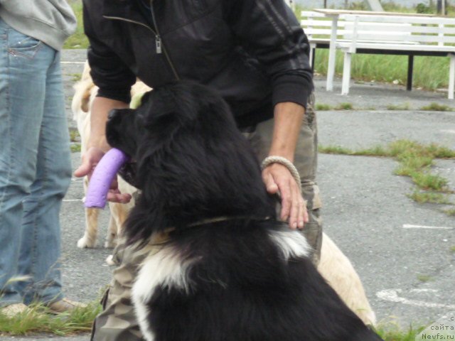 Фото: ньюфаундленд Супер Премиум Занзибар