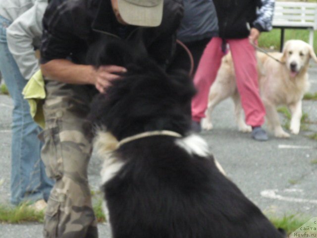 Фото: ньюфаундленд Супер Премиум Занзибар