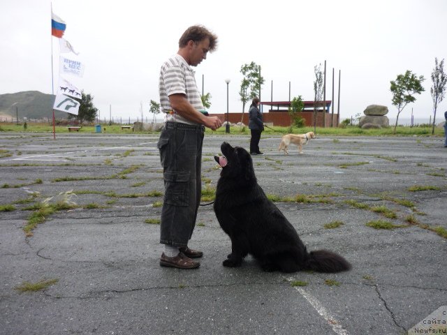 Фото: ньюфаундленд Несси Блэк с  Лесной Заимки