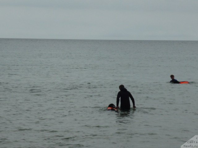 Фото: ньюфаундленд Несси Блэк с  Лесной Заимки, ньюфаундленд Супер Премиум Занзибар
