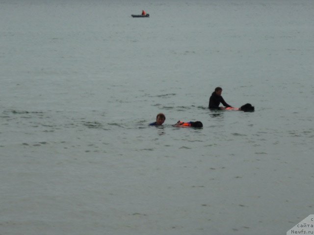 Фото: ньюфаундленд Несси Блэк с  Лесной Заимки, ньюфаундленд Супер Премиум Занзибар