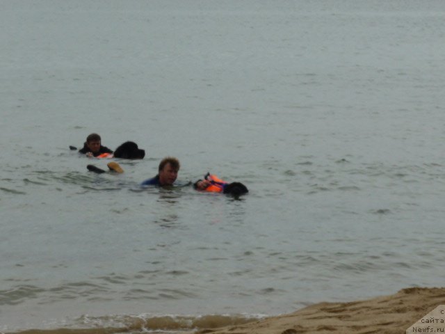 Фото: ньюфаундленд Несси Блэк с  Лесной Заимки, ньюфаундленд Супер Премиум Занзибар