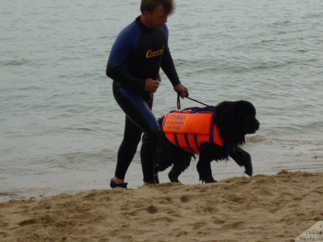 Фото: ньюфаундленд Несси Блэк с  Лесной Заимки