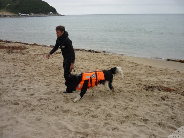 Фото: ньюфаундленд Супер Премиум Занзибар