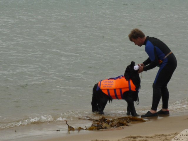 Фото: ньюфаундленд Несси Блэк с  Лесной Заимки