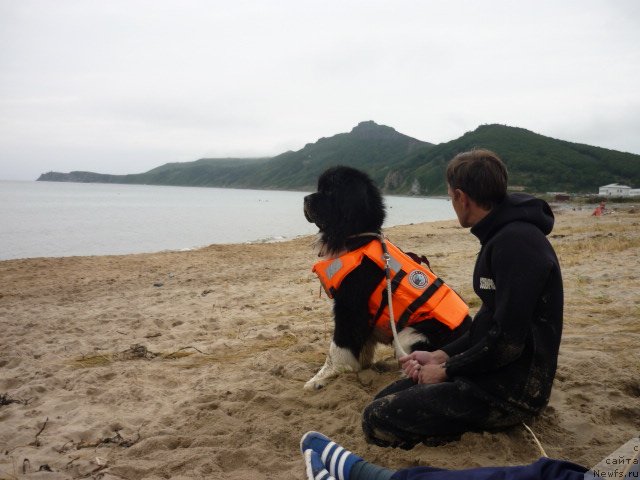 Фото: ньюфаундленд Супер Премиум Занзибар