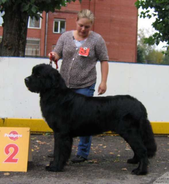 Фото: ньюфаундленд Первый Парень из Тихого Омута (Pervvy Paren iz Tihogo Omuta)