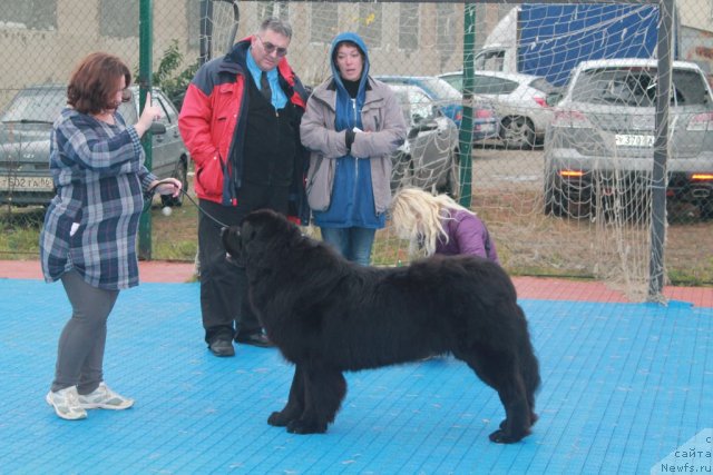 Фото: Людмила Овсянникова, ньюфаундленд Омар Шериф, эксперт RADE VESIC