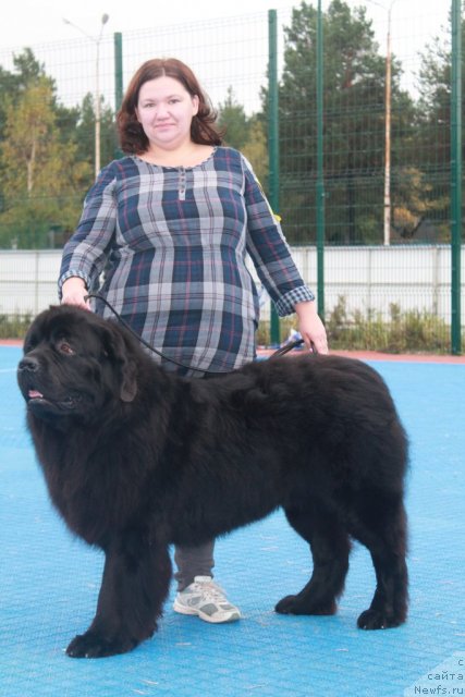 Фото: Людмила Овсянникова, ньюфаундленд Омар Шериф