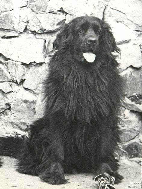 Фото: ньюфаундленд Джипси Аскрин