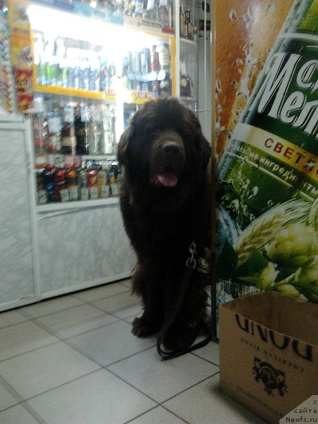 Фото: ньюфаундленд Черный Шарм Амбер Бест Дог ФО Марлеон