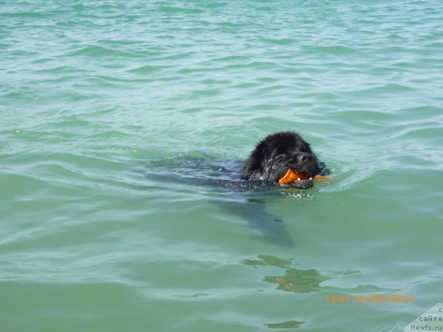 Фотография № 106540