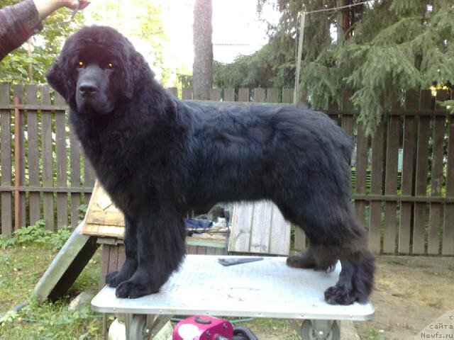 Фото: ньюфаундленд Смигар Северная Верона