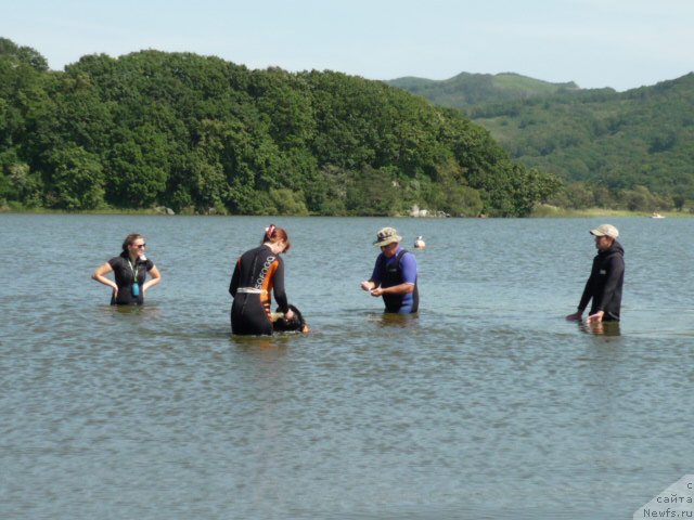 Фото: ньюфаундленд Несси Блэк с  Лесной Заимки, Наталья Воронова
