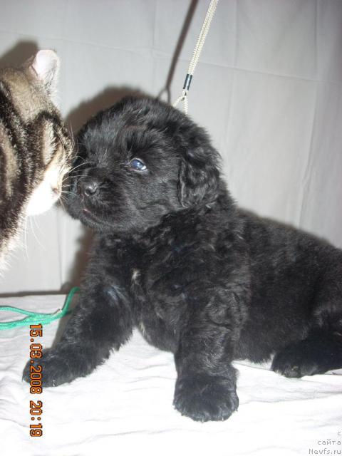 Фото: ньюфаундленд Кен Биловд