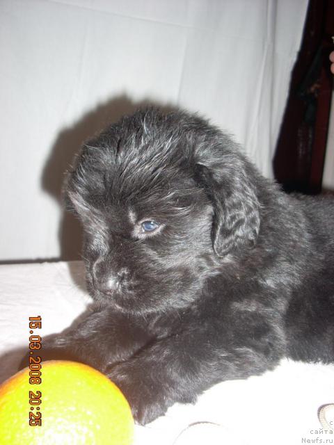 Фото: ньюфаундленд Конан Пандэроуз