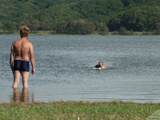 Фото: ньюфаундленд Несси Блэк с  Лесной Заимки