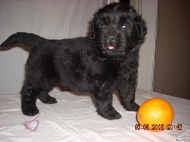 Фото: ньюфаундленд Кунак Майдиа