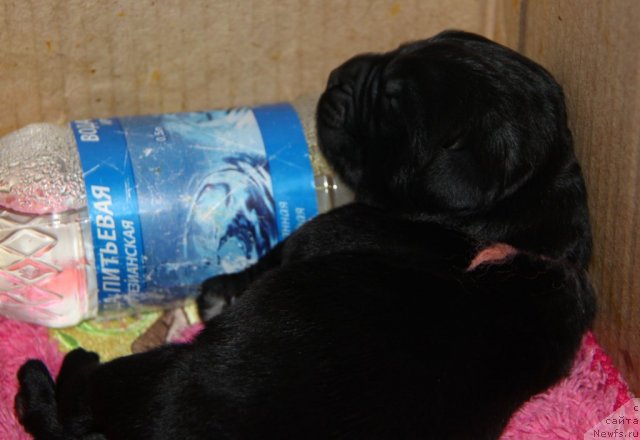 Фото: ньюфаундленд Аквиан Сонг Инкредибел Беар