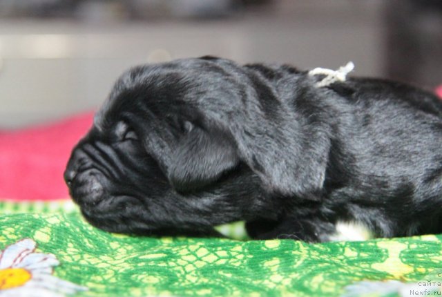 Фото: ньюфаундленд Аквиан Сонг Инсейшибел Лайф