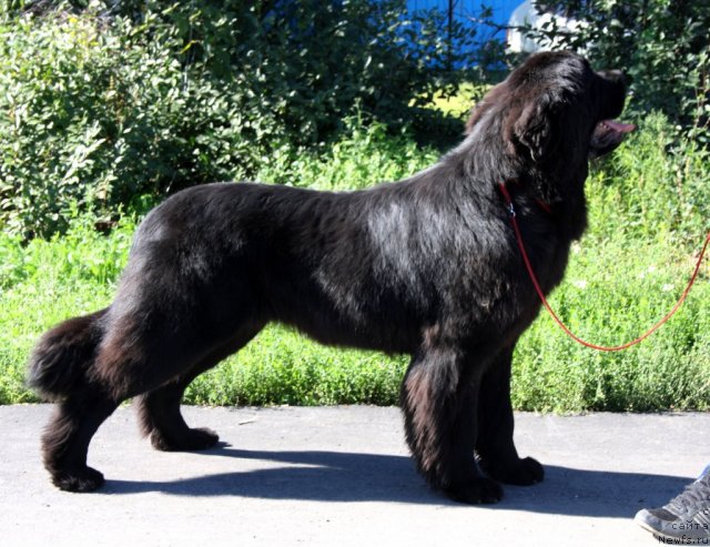 Фотография № 106632