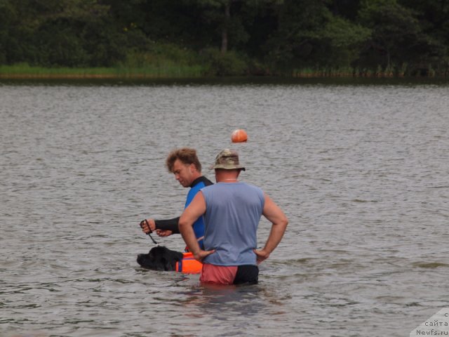 Фото: ньюфаундленд Несси Блэк с  Лесной Заимки