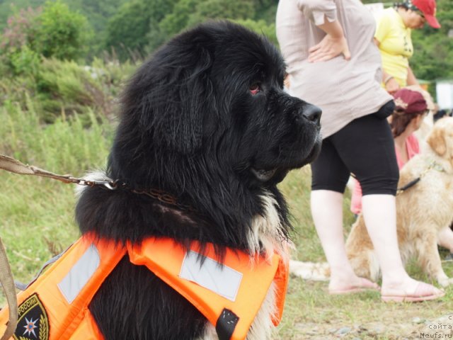 Фото: ньюфаундленд Супер Премиум Занзибар