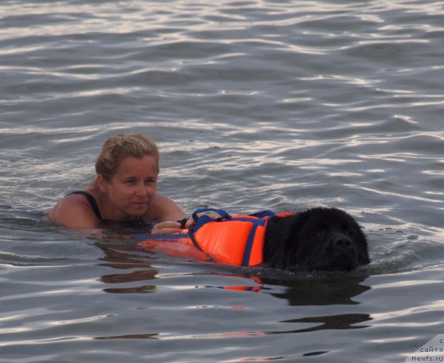 Фото: ньюфаундленд Несси Блэк с  Лесной Заимки