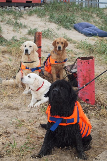 Фото: ньюфаундленд Несси Блэк с  Лесной Заимки