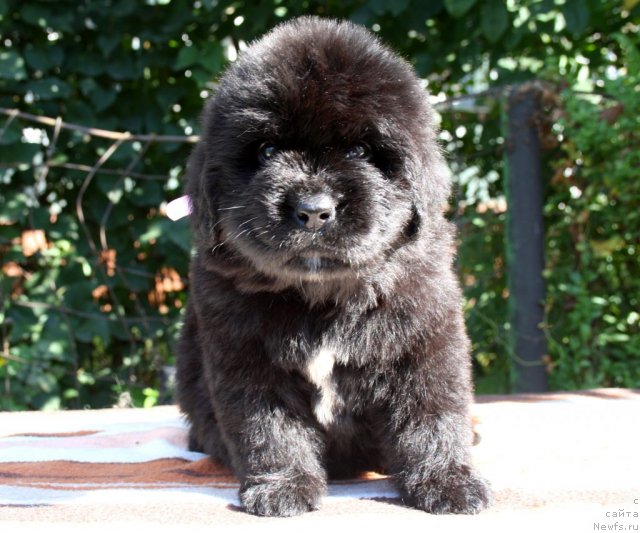 Фото: ньюфаундленд Ньюфорт Хайпер Кьют