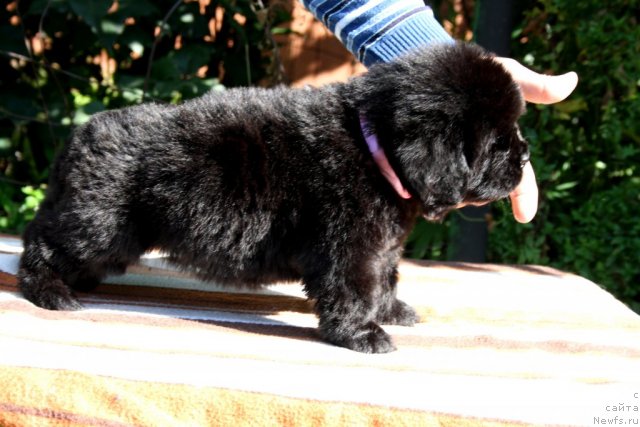 Фото: ньюфаундленд Ньюфорт Хайпер Кьют