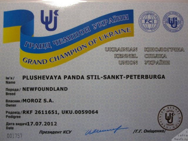 Фото: ньюфаундленд Плюшевая Панда Стиль-Санкт-Петербурга