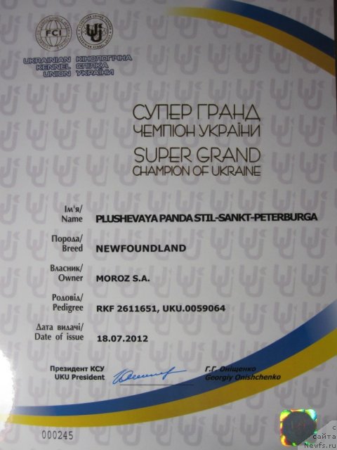 Фото: ньюфаундленд Плюшевая Панда Стиль-Санкт-Петербурга