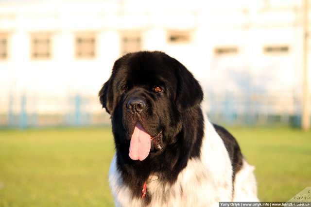 Фото: ньюфаундленд Плюшевая Панда Стиль-Санкт-Петербурга