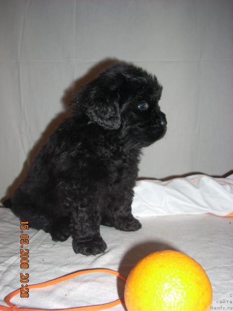 Фото: ньюфаундленд К-Леди Тиамо (K-Ledy Tiamo)