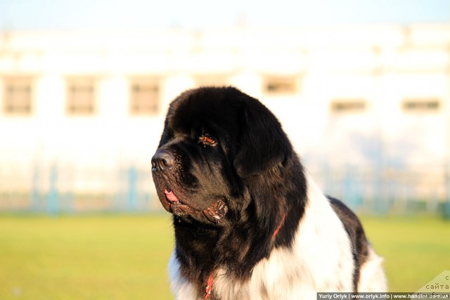 Фото: ньюфаундленд Плюшевая Панда Стиль-Санкт-Петербурга
