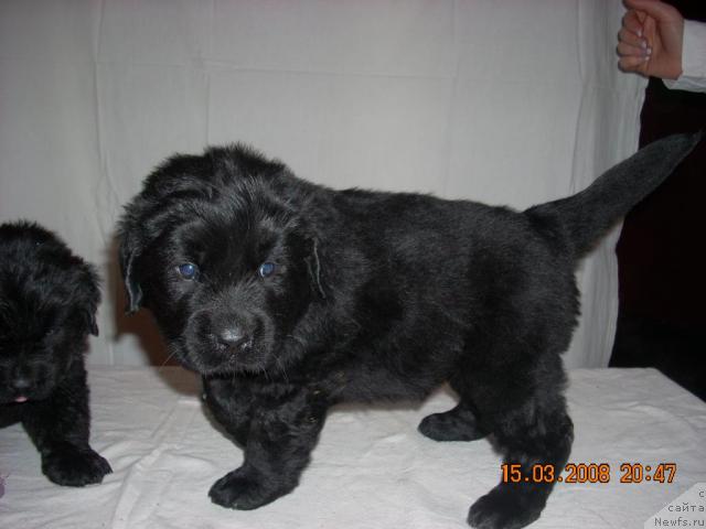 Фото: ньюфаундленд Къяра Милд (Kjara Mild)