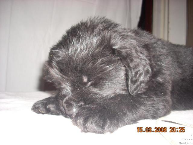 Фото: ньюфаундленд Кадо Коал