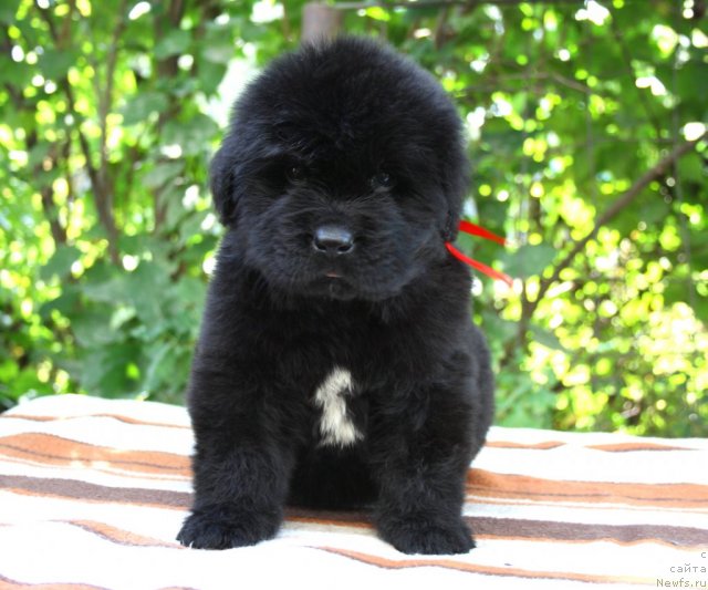 Фото: щенок, ньюфаундленд King of Helluland I'm Precious, ньюфаундленд Ньюфорт Бай'ю Тиана