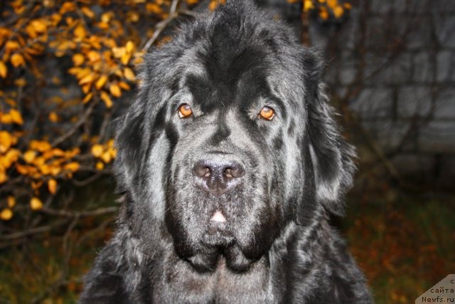 Фото: ньюфаундленд Fortuna of Giant's Island