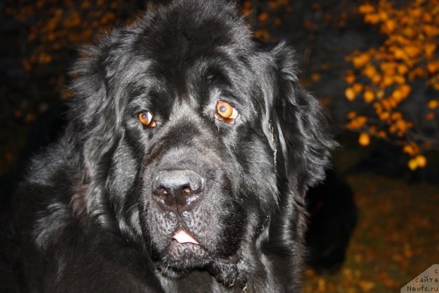 Фотография № 106715