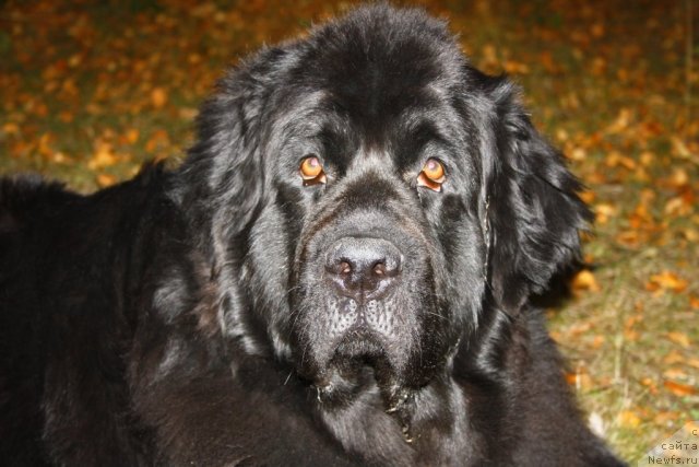 Фото: ньюфаундленд Глория Гранд Блек