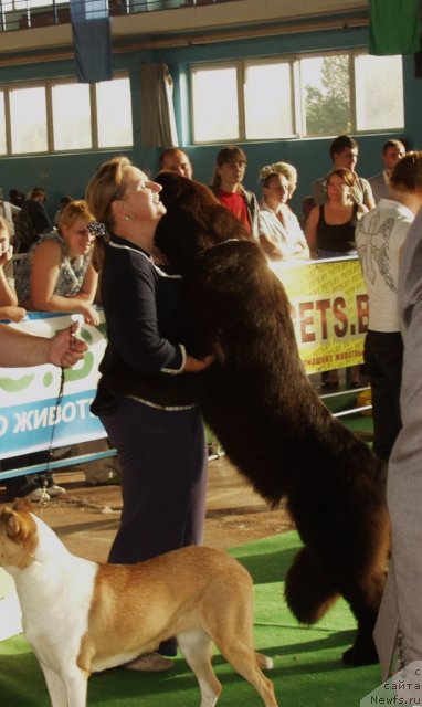 Фото: Ольга Заливако, Likefather Likeson Midnight Bear