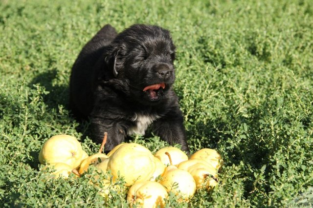 Фотография № 106722