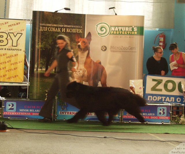 Фото: ньюфаундленд Woligord Lifeguard iz Volotova, Наталья Дубовская