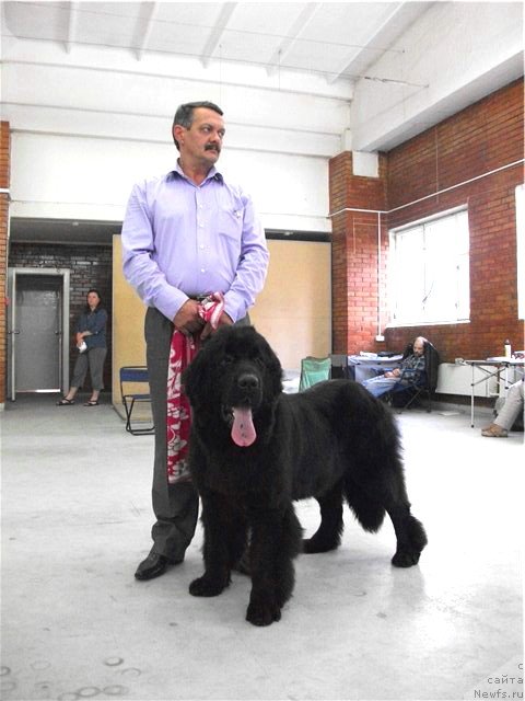 Фото: Сергей Селезнев, ньюфаундленд Звездный Дар Афродита (Zvezdnij Dar Afrodita)