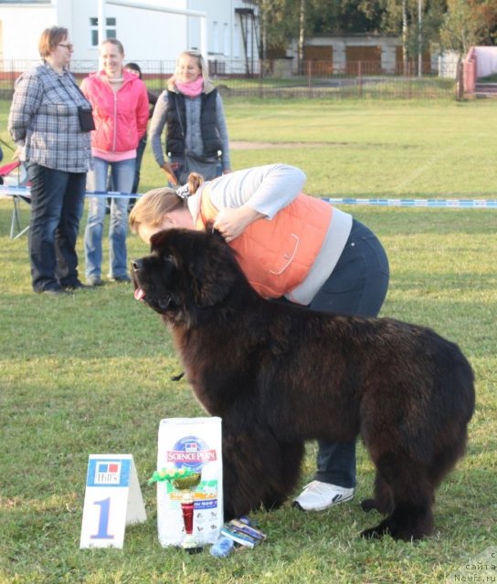 Фото: Like Father Like Son Midnight Bear aka FLY Junior Best in Show!!!
13 месяцев, Ольга Заливако