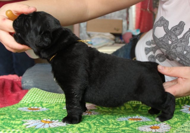 Фото: ньюфаундленд Аквиан Сонг Идзуми