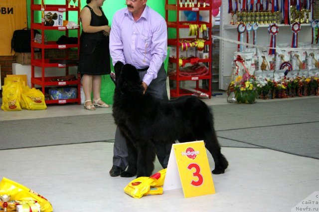 Фото: Сергей Селезнев, ньюфаундленд Звездный Дар Афродита (Zvezdnij Dar Afrodita)